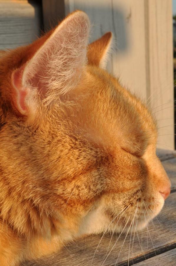Ferienwohnung Roter Kater Am Nationalpark Eifel Bergbuir 외부 사진